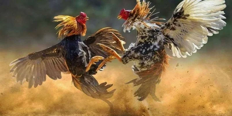 Đá gà trực tiếp cùng hình ảnh cực sắc nét